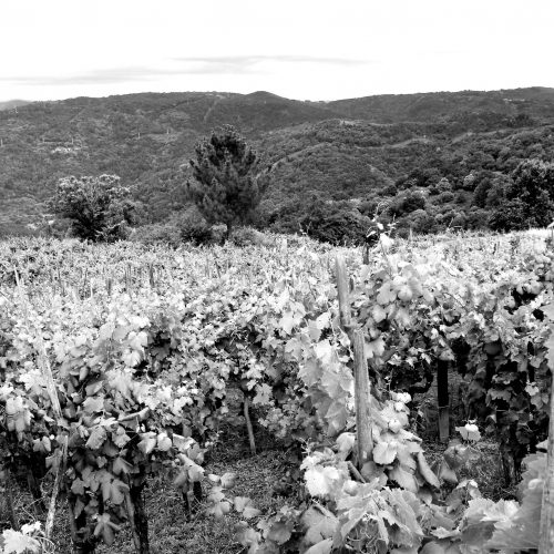 IMG_1690-2-scaled-blackwhite