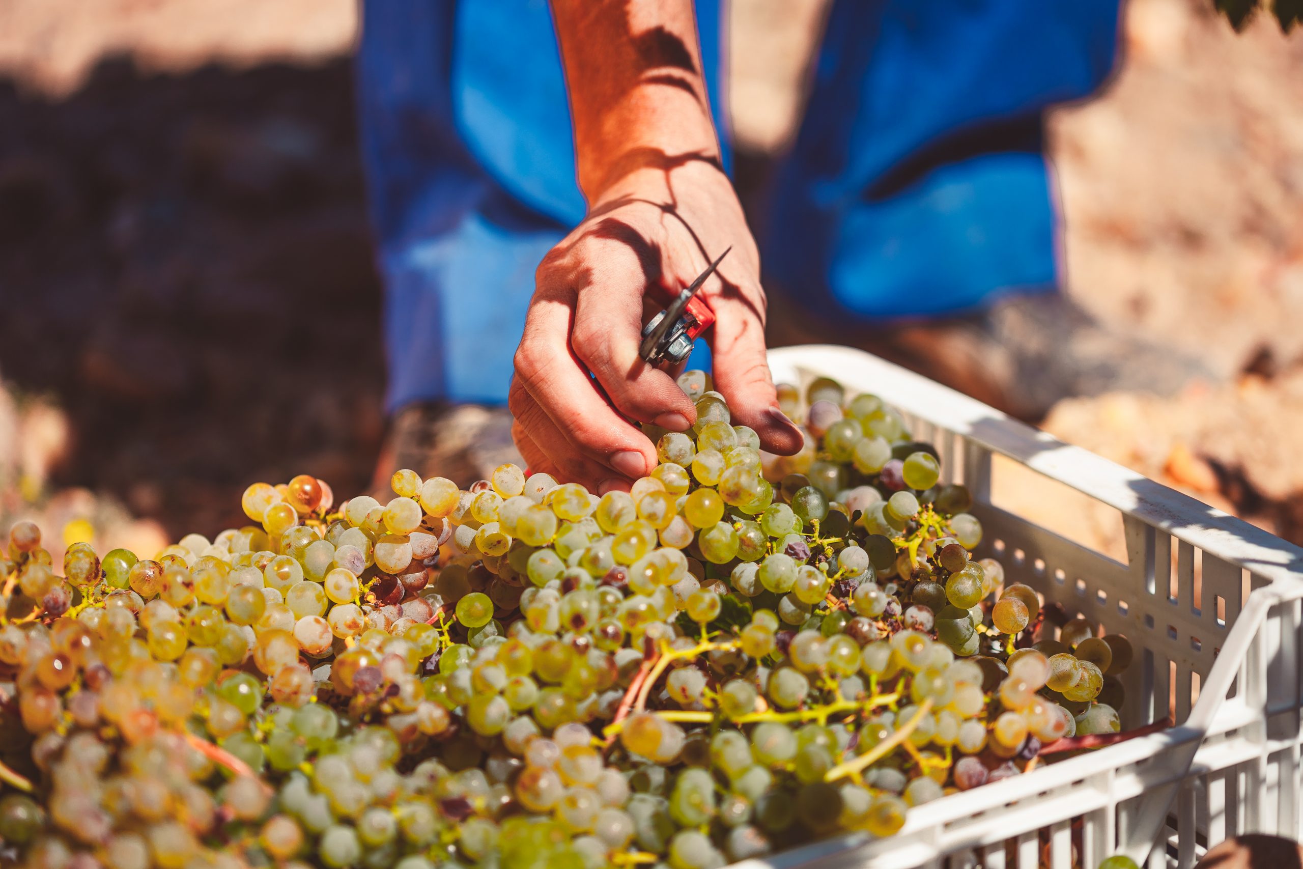 SITT Trading & Press